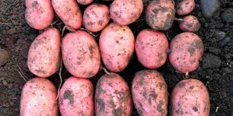 Koliko dana nikne krompir nakon sadnje